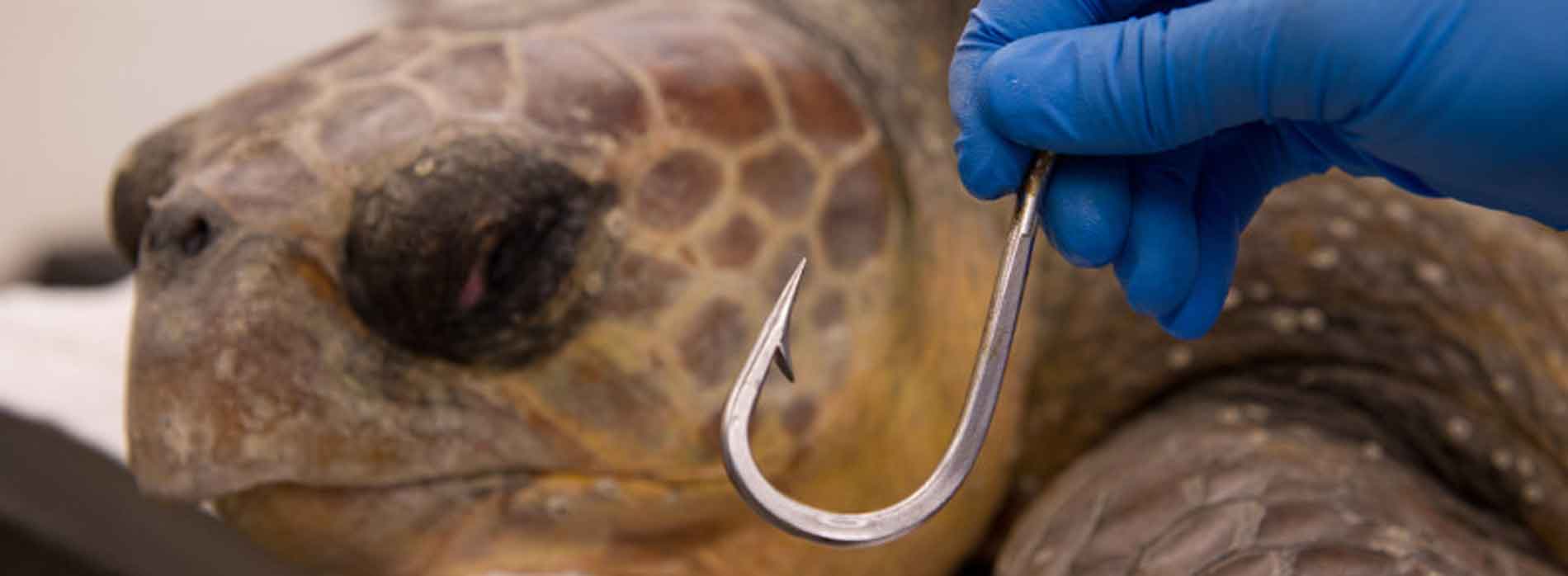 Sea turtle with a fishing hook