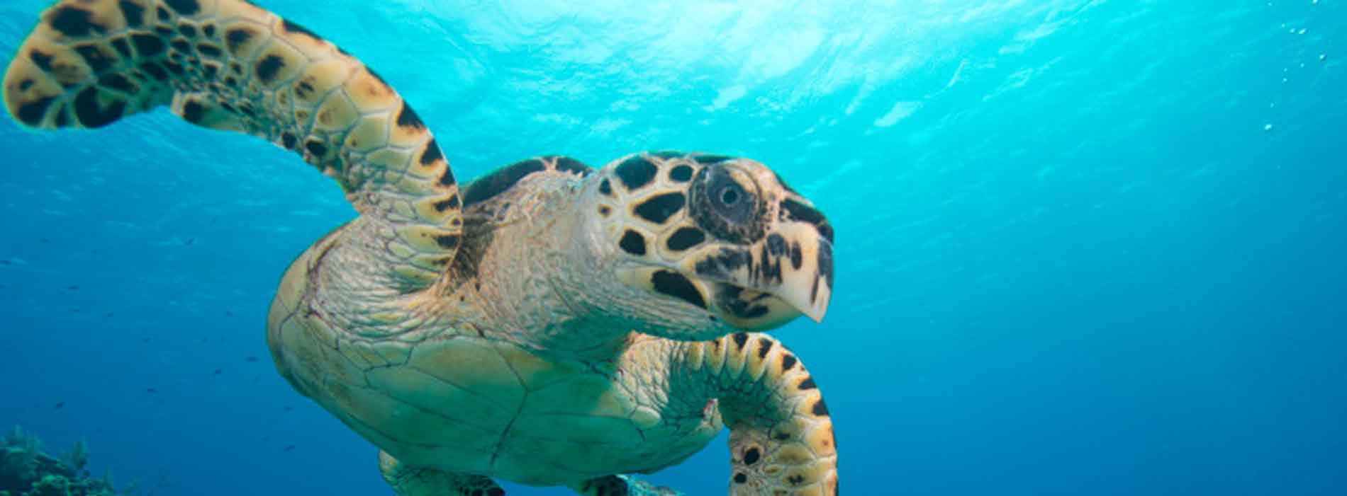 Sea turtle underwater