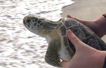 Sea Turtle