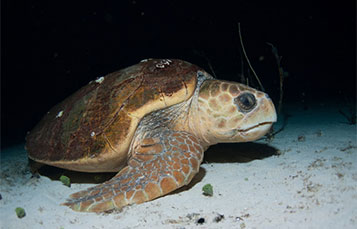 Sea Turtle