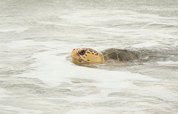 Sea Turtle