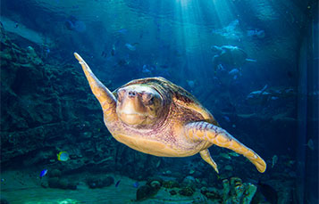 Sea Turtle