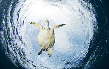 Sea Turtle