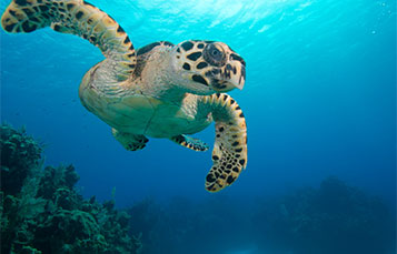 Sea Turtle