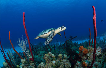 Sea Turtle