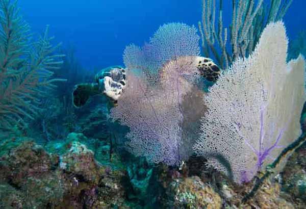 Sea turtle hiding behind coral fan