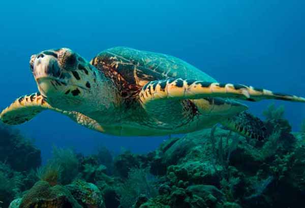 Sea turtle swimming underwater