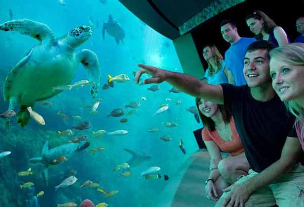 SeaWorld guests looking at turtles