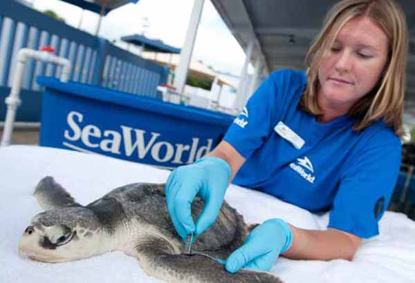 Rescued juvenile sea turtle