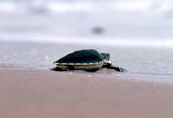 Tagged sea turtle being released