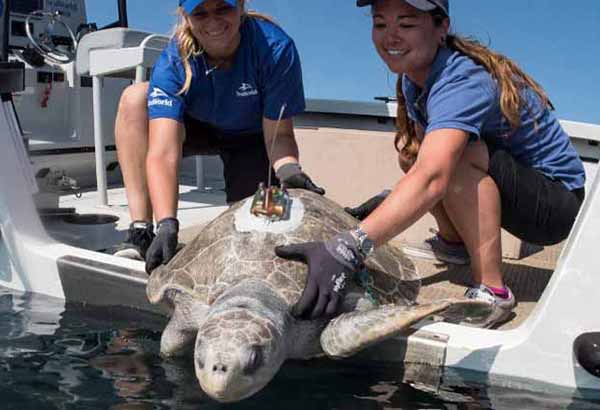 Sea turtle with satellite tag