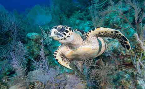 Sea turtle swimming in coral reef