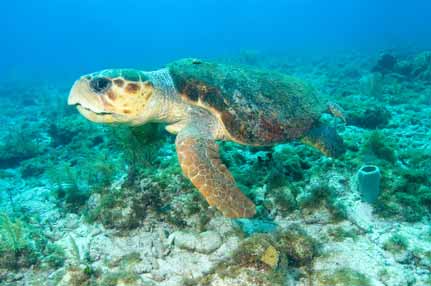 Sea turtle swimming over coral reef