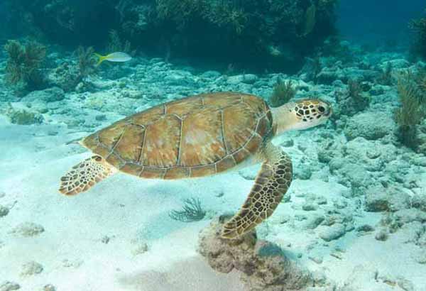 Sea turtle swimming