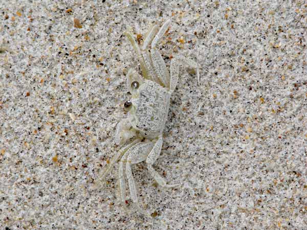 Ghost crab