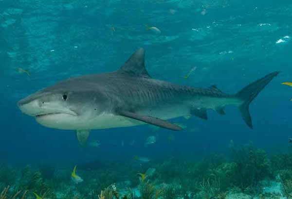 Tiger shark