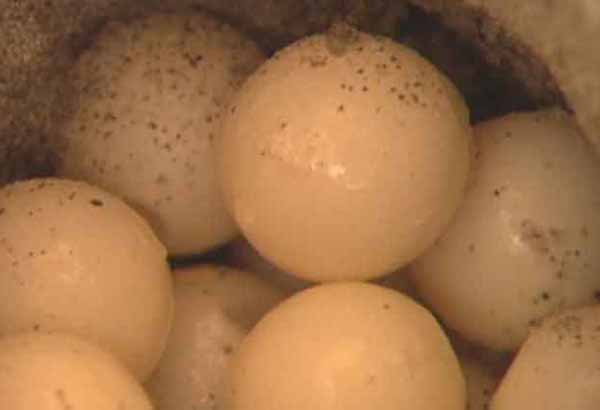 Sea turtle eggs