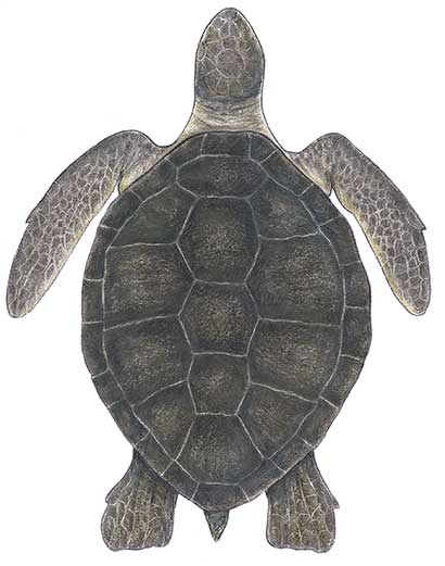 Black Sea Turtle