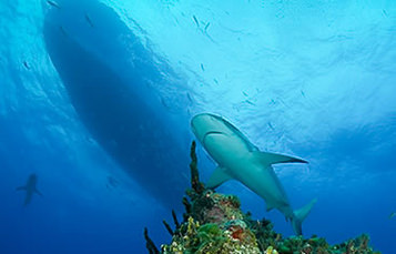 A shark is seen from below as it swims over a reef