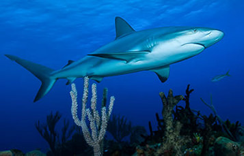 A shark swims over a reef