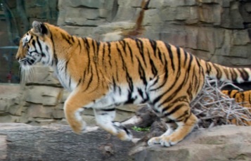 Tigers