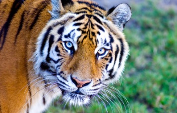 What colour eyes do tigers have discount
