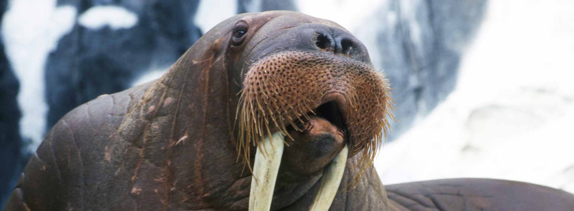 Walrus