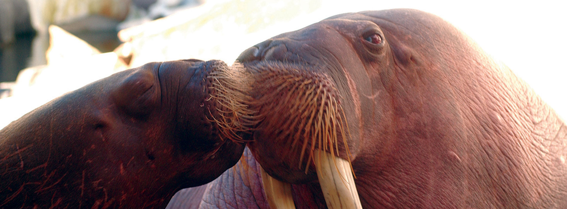 Walrus