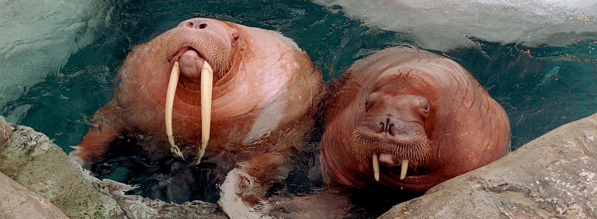 Walrus