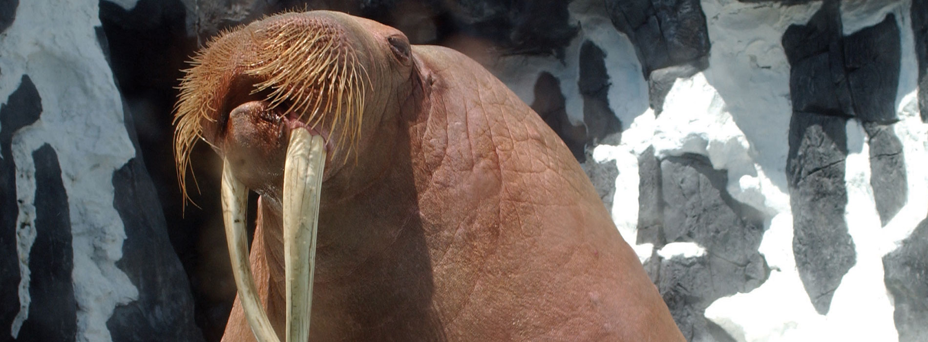 Walrus