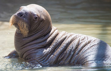 Walrus