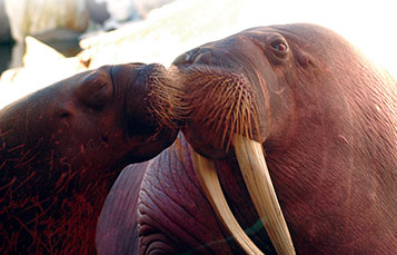 Walrus