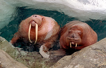 Walrus