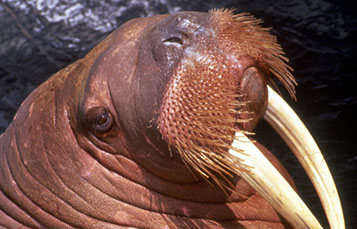 Walrus