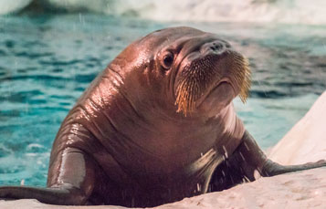 Walrus
