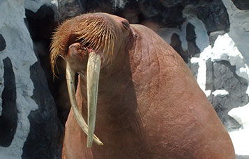 Walrus