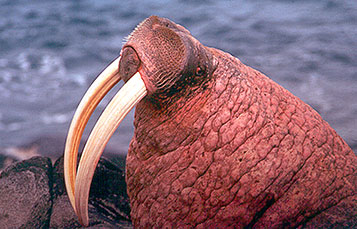 Walrus
