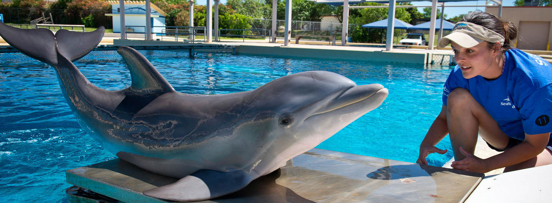 Dolphin trainer taking weight of a rescued dolphin.