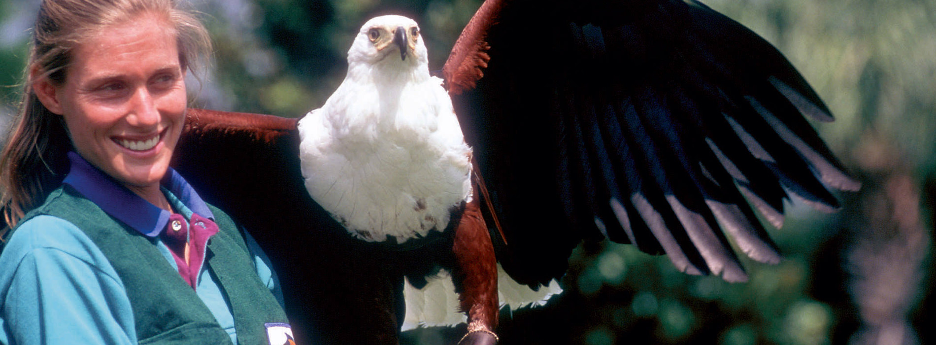 Female trainer holding an eagle with it's wings spread