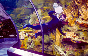 Aquarist in aquarium