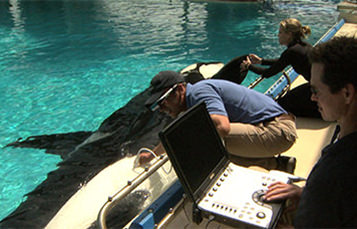 research biologist with killer whale