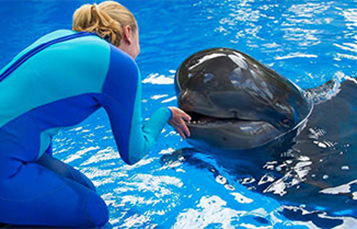 Sea World animal trainor with pilot whale