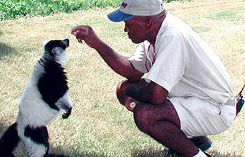 zoological worker with black and white ruffed lemur