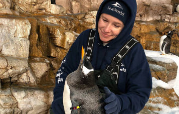 Girl smiling while holding three blue and gold macaws on one arm