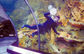 A man petting a manatee 