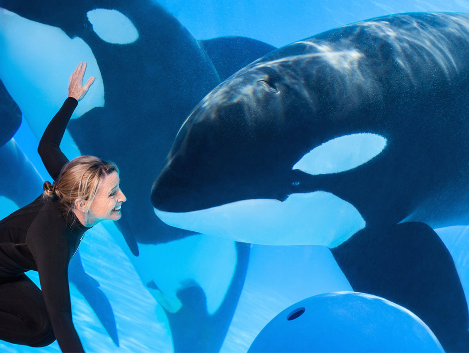 A trainer observes two orcas through the glass wall of a tank