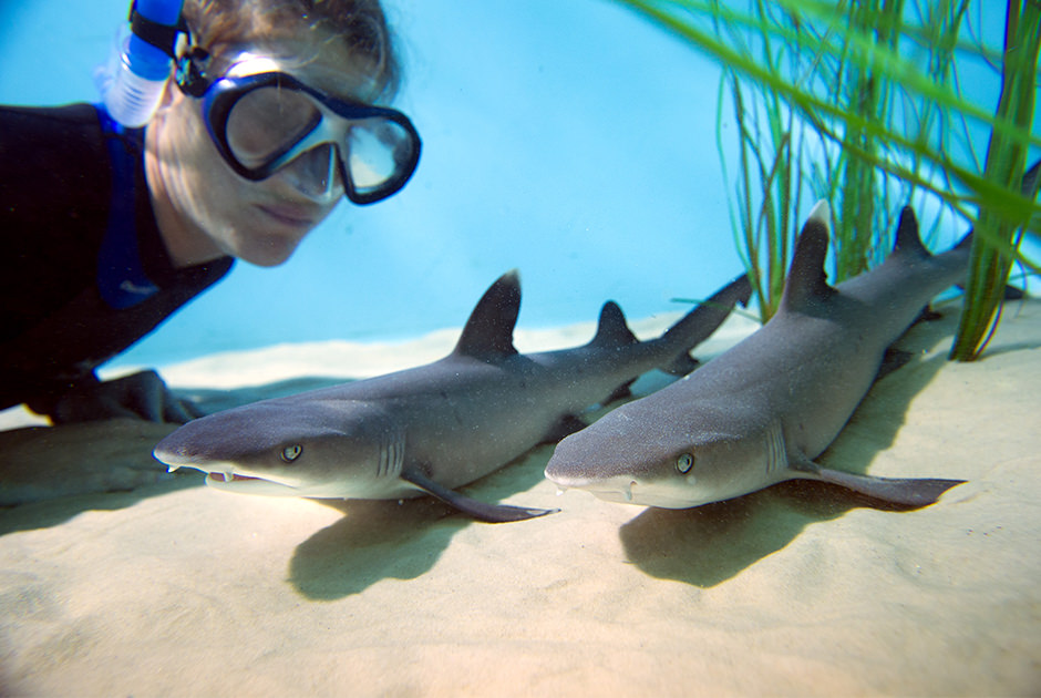 A veterinarian with a snorkel observes two nurse sharks on the bottom of a tank