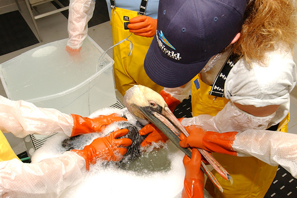 A team washes a pelican