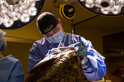 A veterinary surgeon operates on a bird