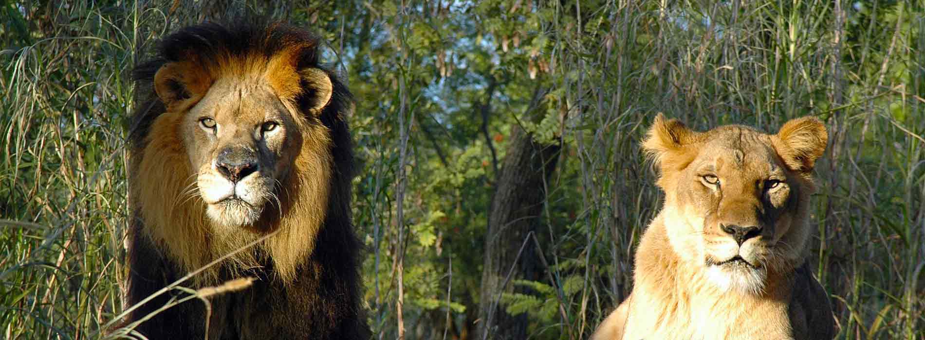 Male and female lions side by side